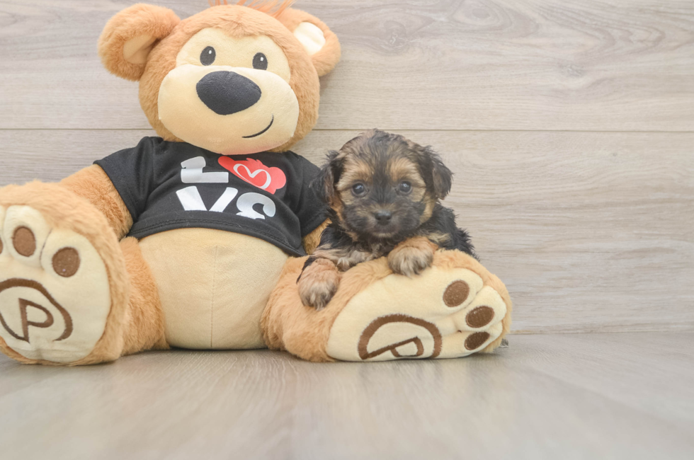 5 week old Yorkie Poo Puppy For Sale - Puppy Love PR