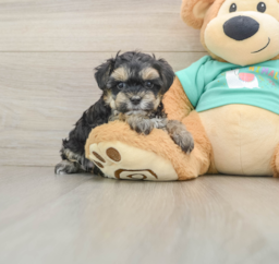 9 week old Yorkie Poo Puppy For Sale - Puppy Love PR