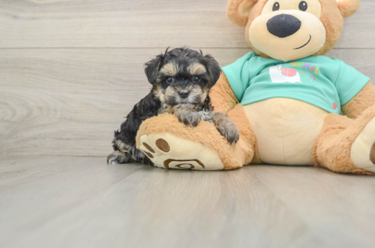 Smart Yorkie Poo Poodle Mix Pup