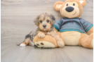 Yorkie Poo Pup Being Cute
