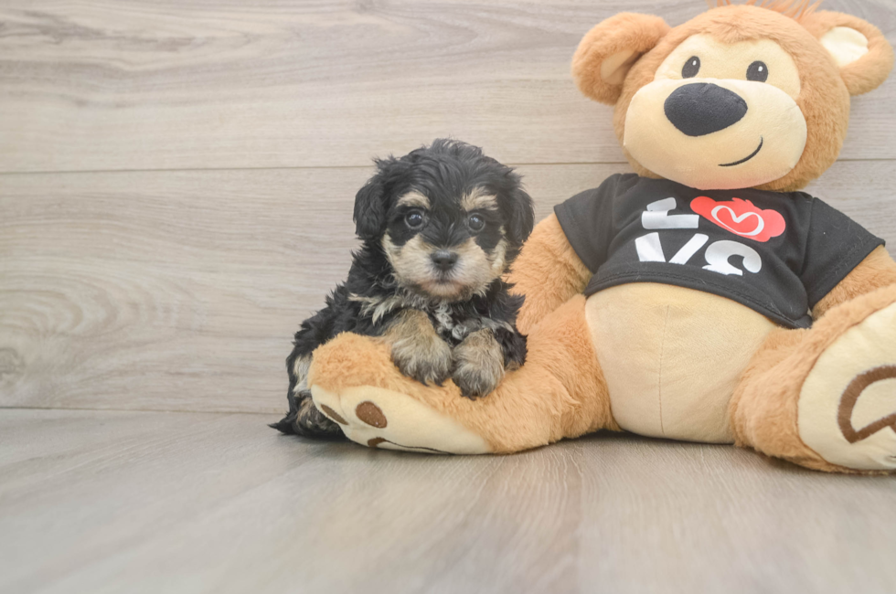 5 week old Yorkie Poo Puppy For Sale - Puppy Love PR