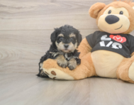 7 week old Yorkie Poo Puppy For Sale - Puppy Love PR 7 week old Yorkie Poo Puppy For Sale - Puppy Love PR