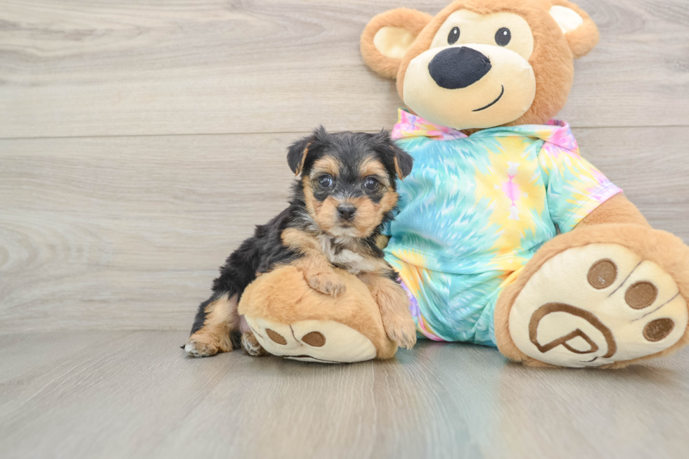Yorkie Poo Puppy for Adoption