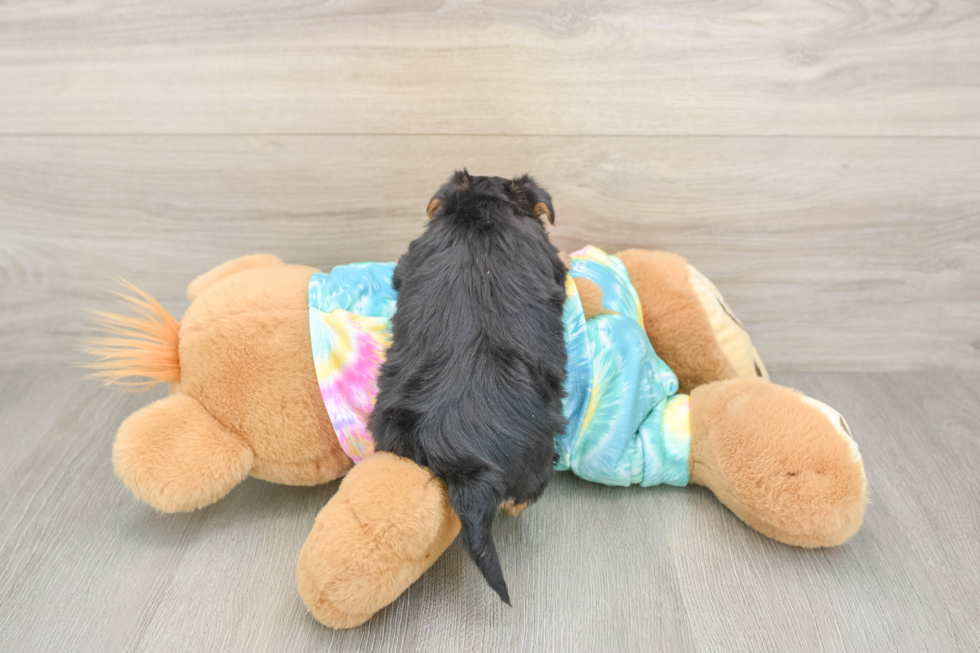 Little Yorkie Poodle Mix Poodle Mix Puppy