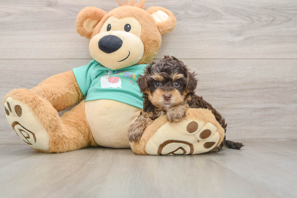 Funny Yorkie Poo Poodle Mix Pup