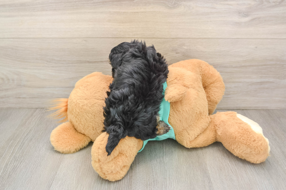Yorkie Poo Puppy for Adoption