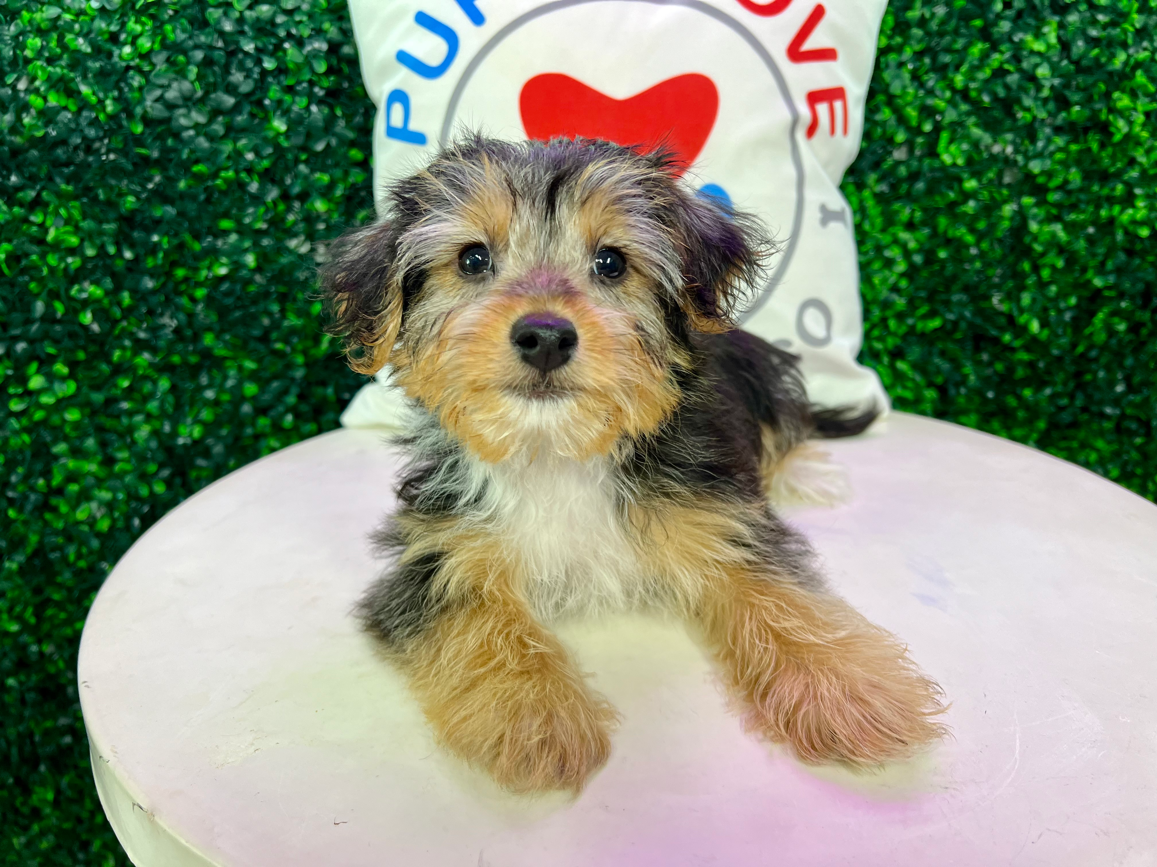 Cute Yorkie Poo Baby