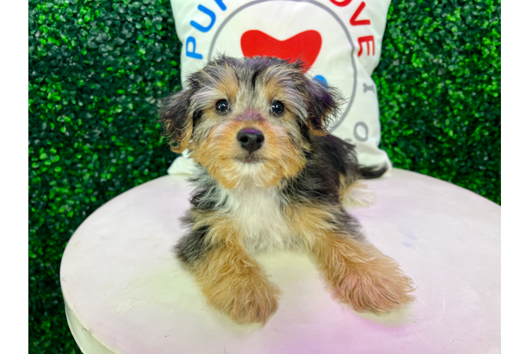 Cute Yorkie Poo Baby