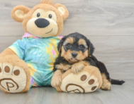 7 week old Yorkie Poo Puppy For Sale - Puppy Love PR