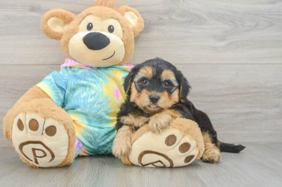 5 week old Yorkie Poo Puppy For Sale - Puppy Love PR