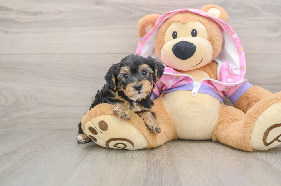 5 week old Yorkie Poo Puppy For Sale - Puppy Love PR