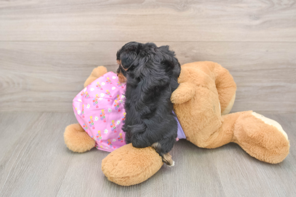 Best Yorkie Poo Baby