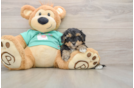Yorkie Poo Pup Being Cute