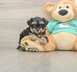 8 week old Yorkie Poo Puppy For Sale - Puppy Love PR