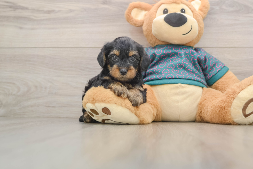 Small Yorkie Poo Baby