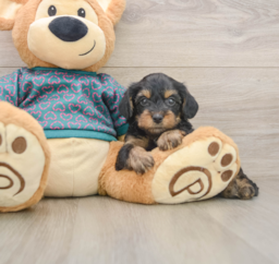 7 week old Yorkie Poo Puppy For Sale - Puppy Love PR