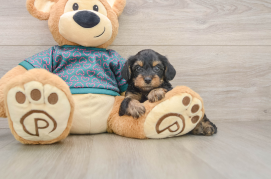 Best Yorkie Poo Baby
