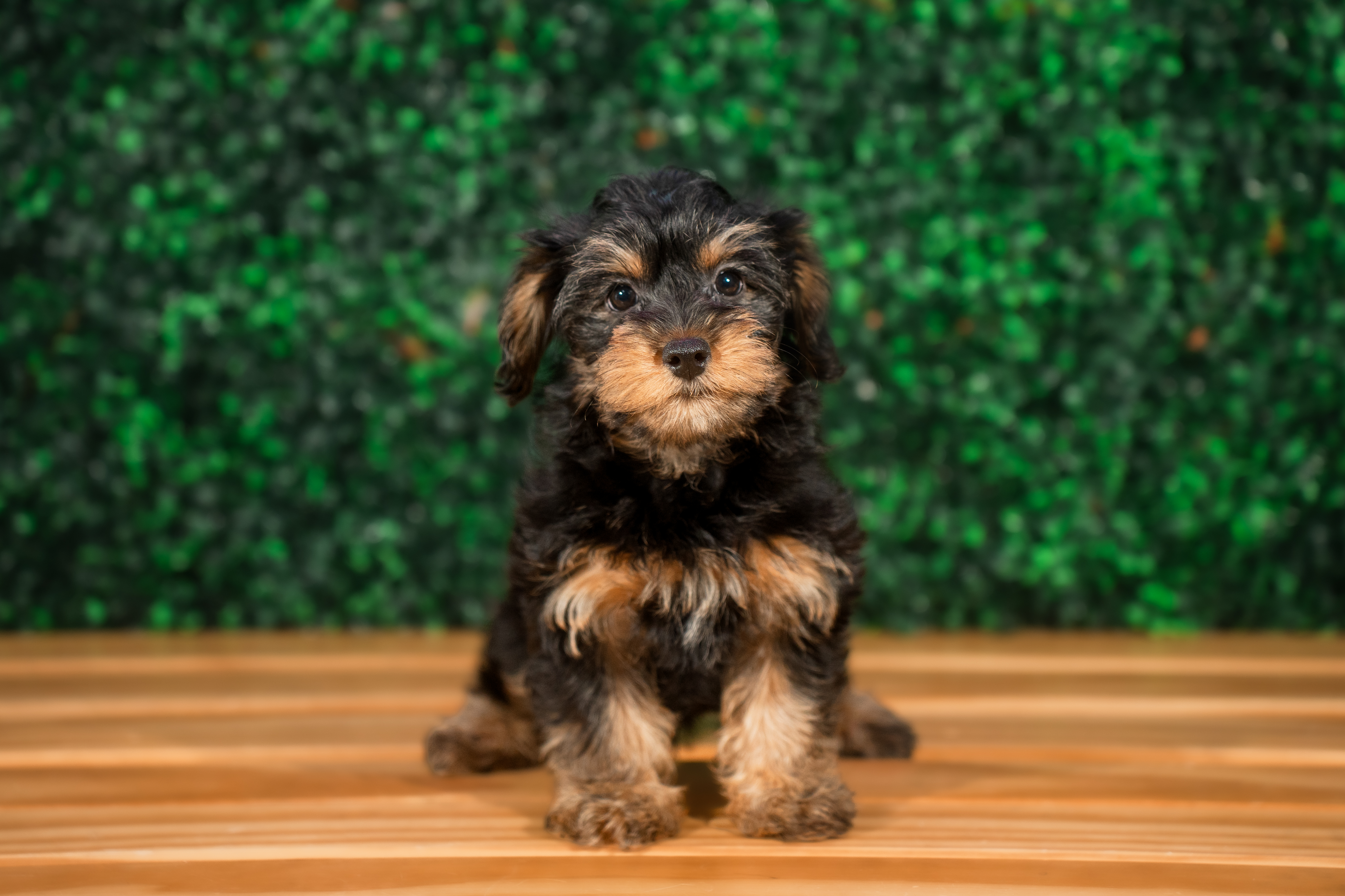 Cute Yo Yo Poo Poodle Mix Puppy