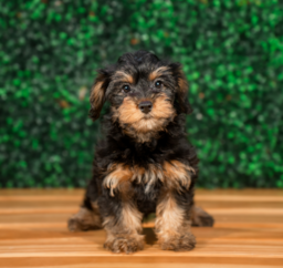10 week old Yorkie Poo Puppy For Sale - Puppy Love PR