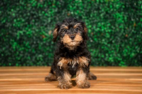 Cute Yo Yo Poo Poodle Mix Puppy