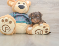 9 week old Yorkie Poo Puppy For Sale - Puppy Love PR