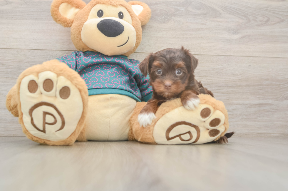 6 week old Yorkie Poo Puppy For Sale - Puppy Love PR