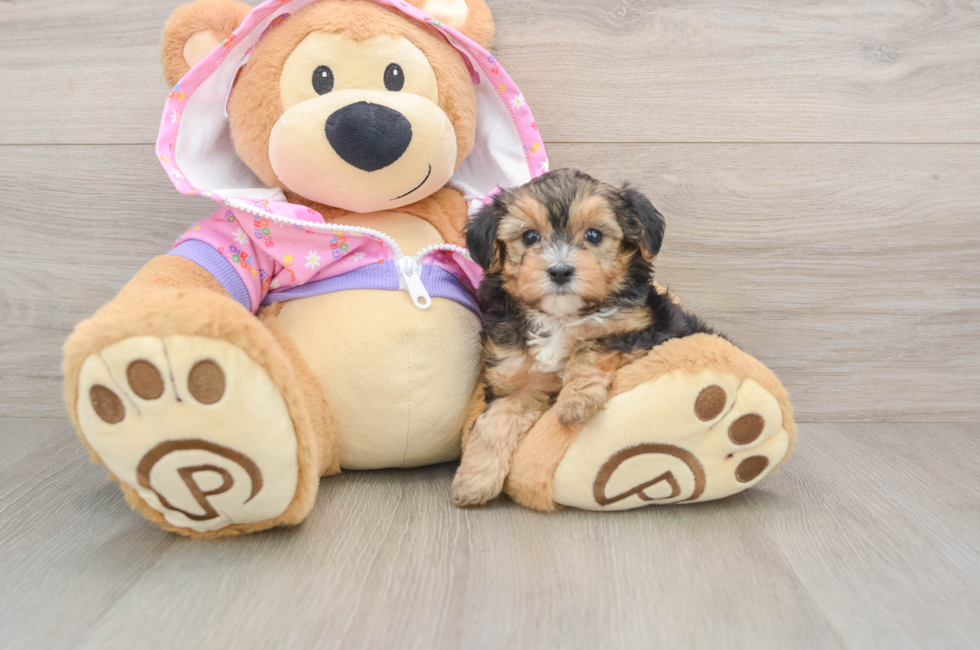 5 week old Yorkie Poo Puppy For Sale - Puppy Love PR