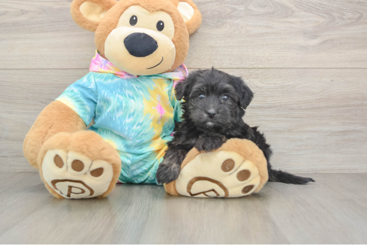 Best Yorkie Poo Baby