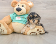 8 week old Yorkie Poo Puppy For Sale - Puppy Love PR