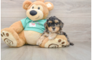 Yorkie Poo Pup Being Cute
