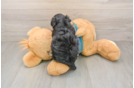Popular Yorkie Poo Poodle Mix Pup