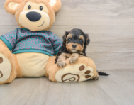 8 week old Yorkie Poo Puppy For Sale - Puppy Love PR