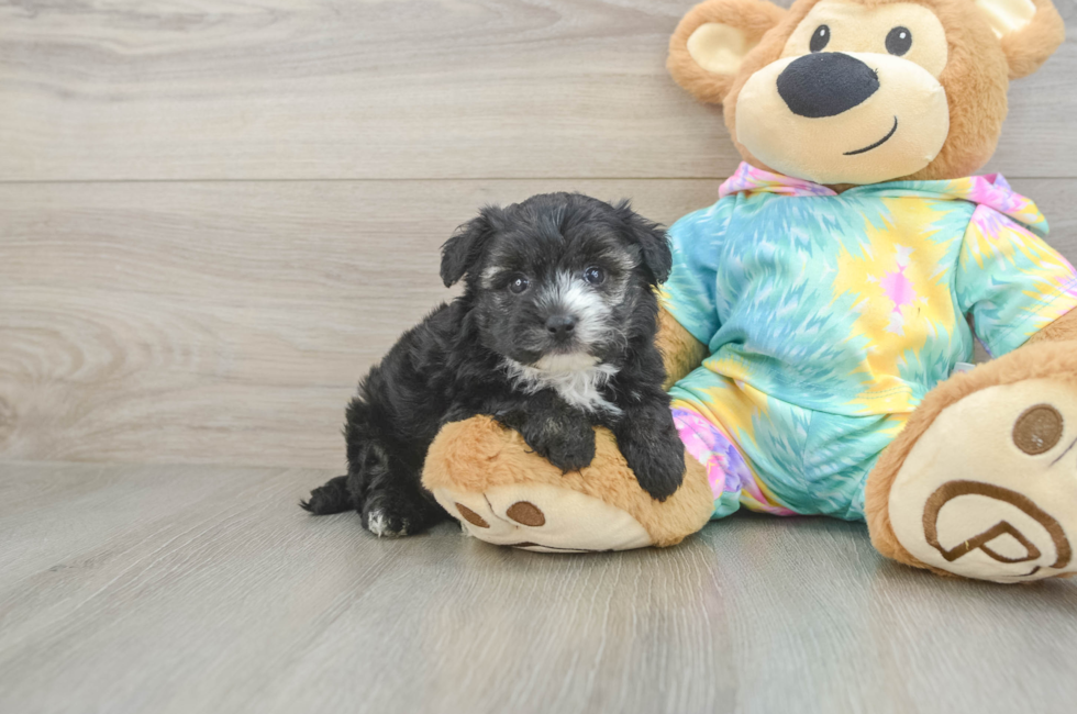 5 week old Yorkie Poo Puppy For Sale - Puppy Love PR