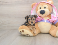 8 week old Yorkie Poo Puppy For Sale - Puppy Love PR
