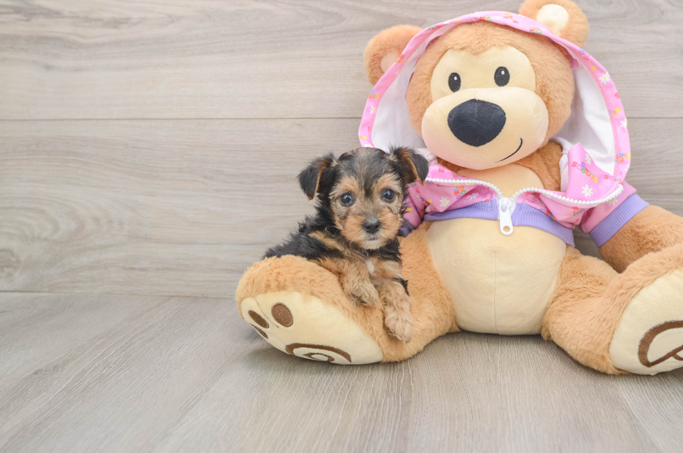 5 week old Yorkie Poo Puppy For Sale - Puppy Love PR