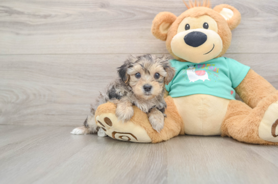 Happy Yorkie Poo Baby