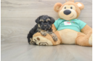 Yorkie Poo Puppy for Adoption