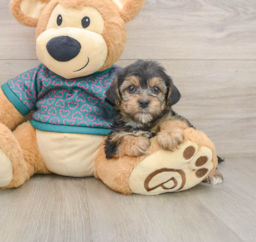 7 week old Yorkie Poo Puppy For Sale - Puppy Love PR