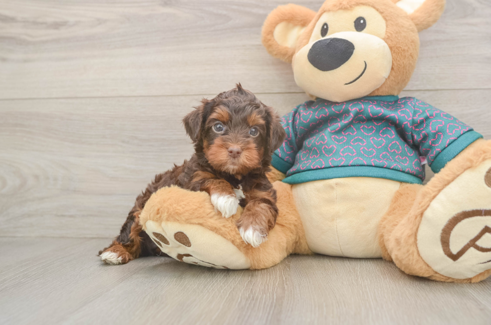 6 week old Yorkie Poo Puppy For Sale - Puppy Love PR