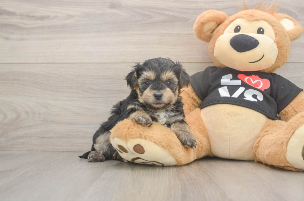 5 week old Yorkie Poo Puppy For Sale - Puppy Love PR