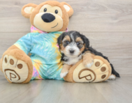 8 week old Yorkie Poo Puppy For Sale - Puppy Love PR