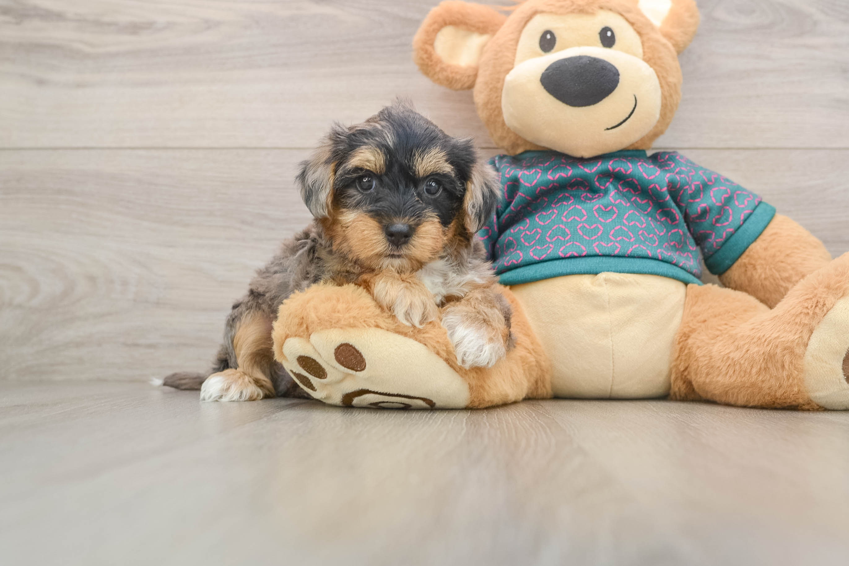 Energetic Yorkipoo Poodle Mix Puppy