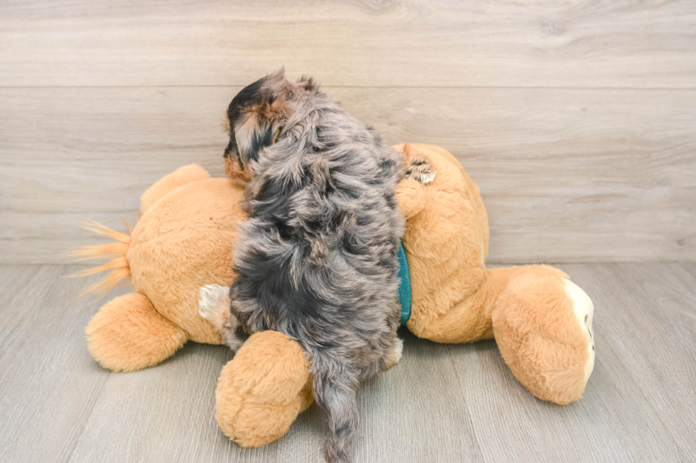 Funny Yorkie Poo Poodle Mix Pup