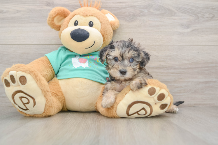 Funny Yorkie Poo Poodle Mix Pup