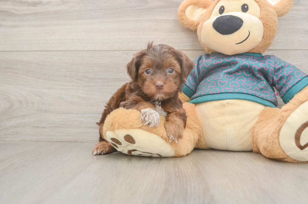6 week old Yorkie Poo Puppy For Sale - Puppy Love PR