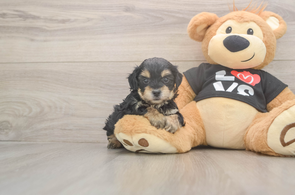 5 week old Yorkie Poo Puppy For Sale - Puppy Love PR