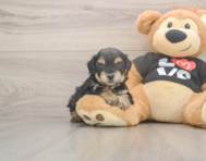 7 week old Yorkie Poo Puppy For Sale - Puppy Love PR 7 week old Yorkie Poo Puppy For Sale - Puppy Love PR