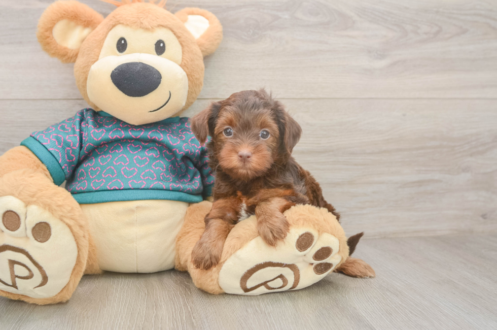 6 week old Yorkie Poo Puppy For Sale - Puppy Love PR