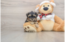 Petite Yorkie Poo Poodle Mix Pup