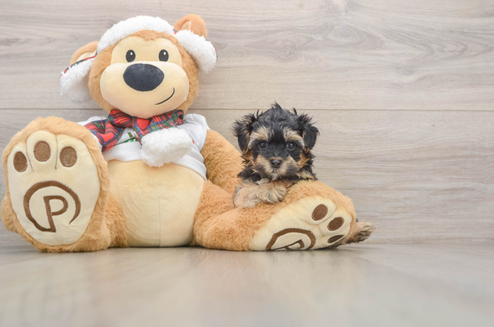 5 week old Yorkie Poo Puppy For Sale - Puppy Love PR